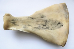 Fossile Coelacante