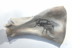 Fossile Mouche