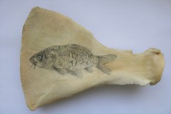 Fossile poisson : Carpe