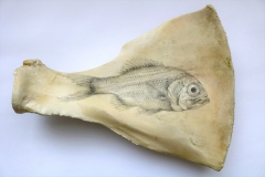 Fossile poisson : Centroberyx-affinis